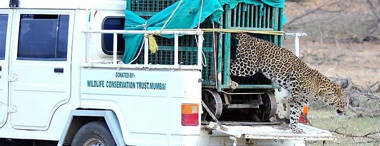Animal rescue vehicle
