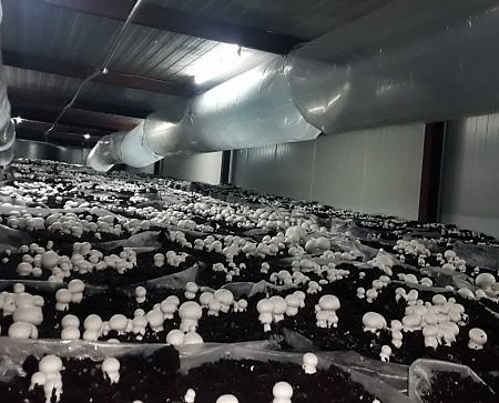 Mushroom chamber