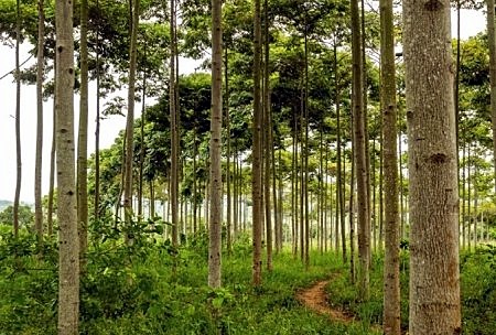 Plantation rows